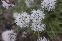 Monardella odoratissima pallida