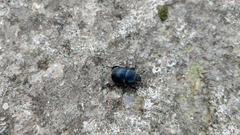 Thorectes balearicus