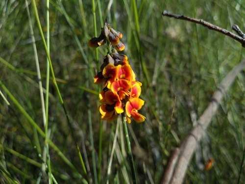 globe-pea (Sphaerolobium minus)