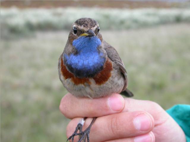 Bluethroat (Iberian)