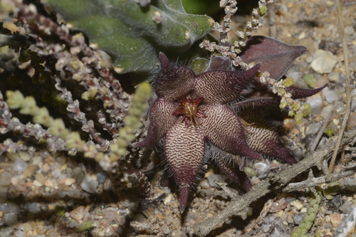 Gonostemon acuminatus (Masson) P.V.Heath 3