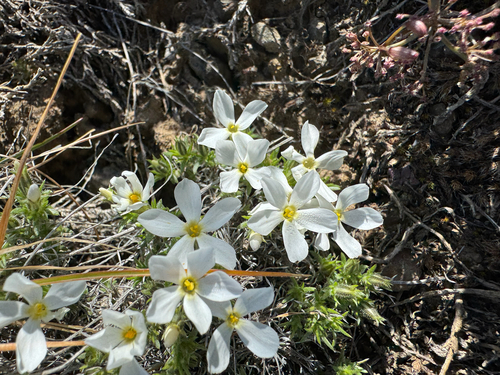 Phlox douglasii, photograph 6