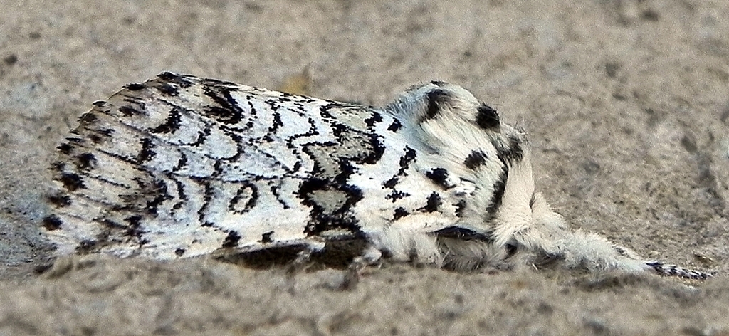 Black-etched Prominent Moth