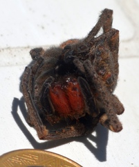 Phoneutria nigriventer