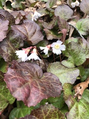 Shortia galacifolia