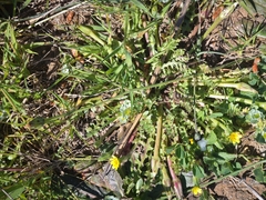 Hyoseris scabra
