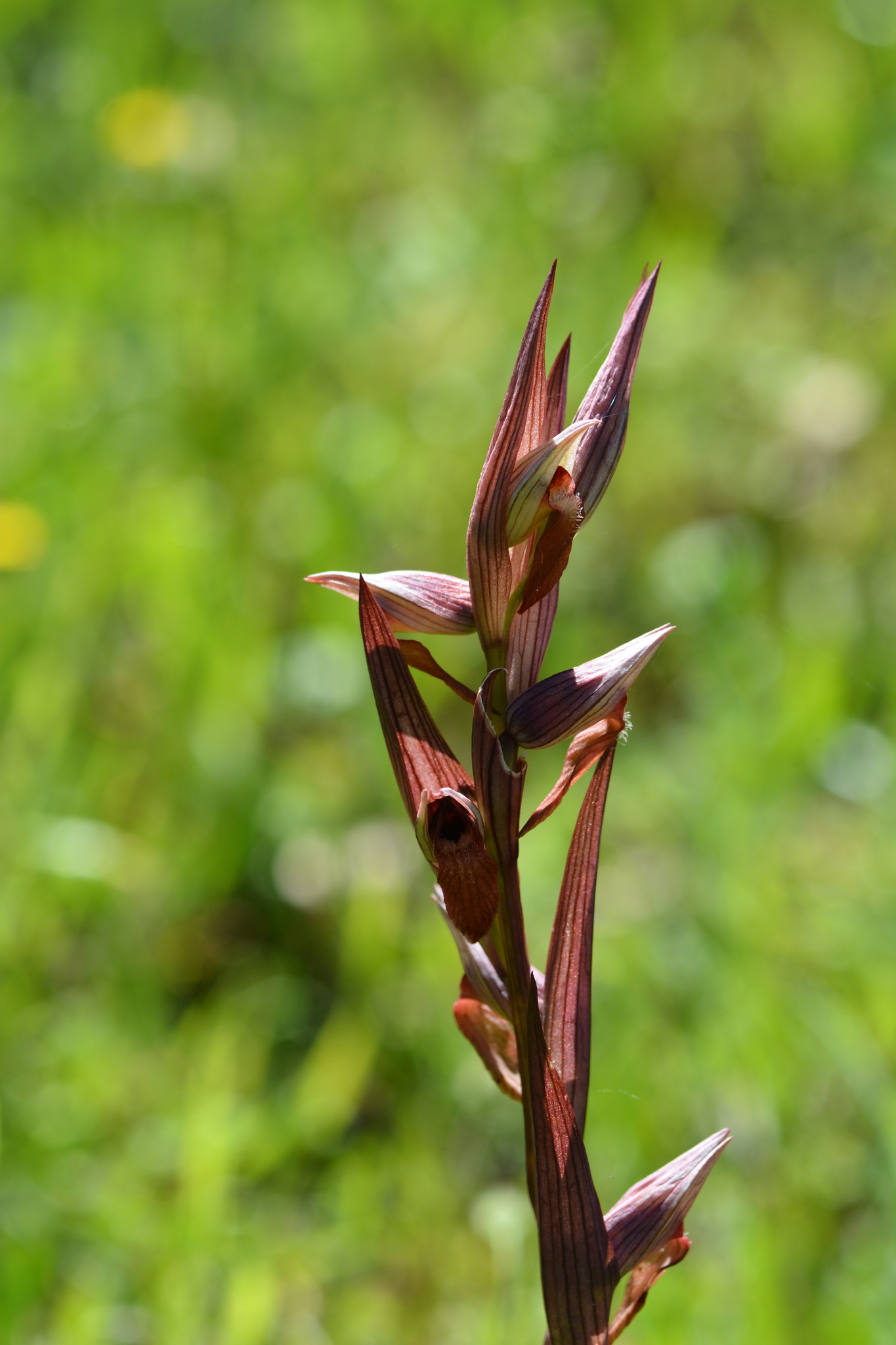 Greek Plowshare (Serapias bergonii)