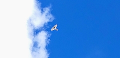 Falco sparverius