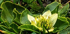 Caltha sagittata