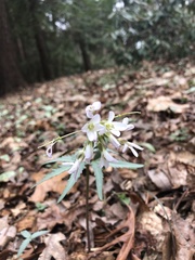 Cardamine concatenata