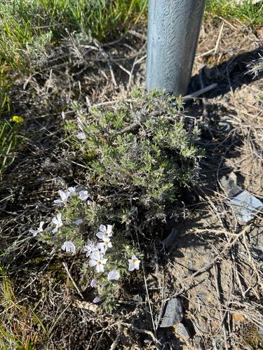 Phlox douglasii, photograph 5