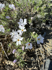(c) Caleb Catto, some rights reserved (CC BY) Phlox douglasii, photograph (c) Caleb Catto, some rights reserved (CC BY)