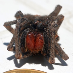 Phoneutria nigriventer