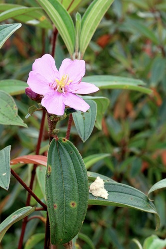 Malabar Melastome (Melastoma malabathricum)