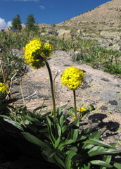 Patrinia sibirica
