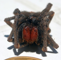 Phoneutria nigriventer