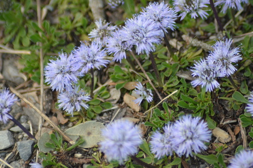 Matted Globularia (Globularia cordifolia)