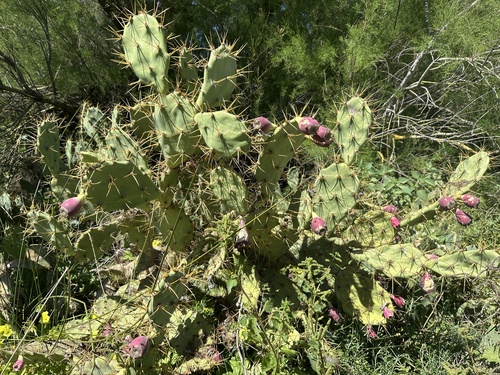 shell mound pricklypear (Opuntia stricta)