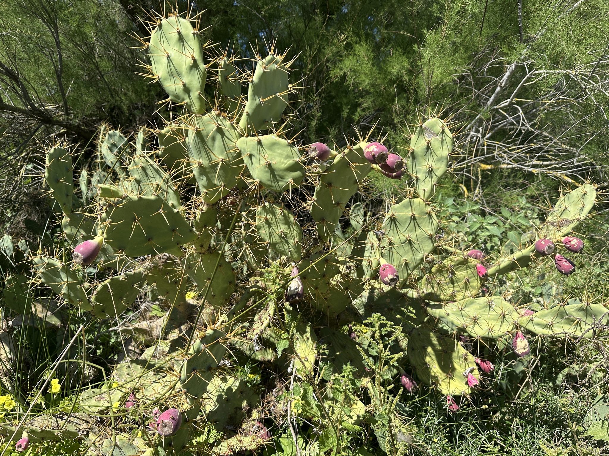 Shell Mound Pricklypear (Opuntia stricta)