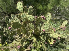L'oponce Stricte (Opuntia stricta)