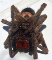 Phoneutria nigriventer