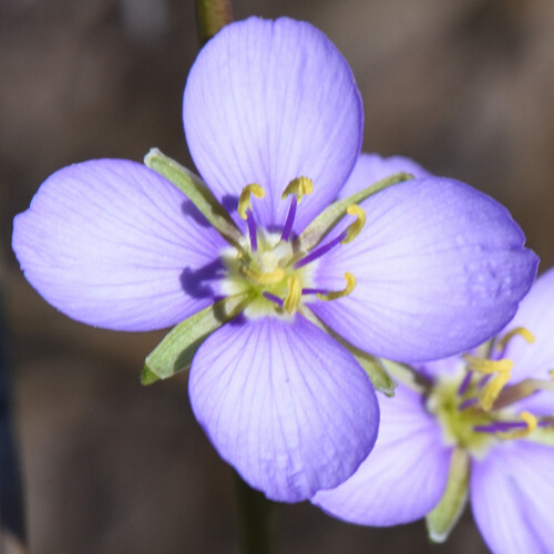 Common Sunspurge (Heliophila subulata)