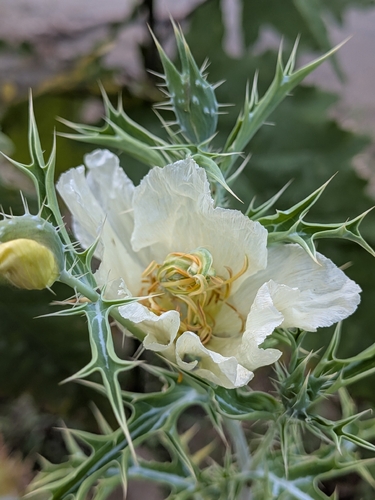 Mexican Poppy (Argemone ochroleuca)