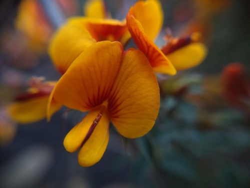 ribbed bush-pea (Pultenaea costata)