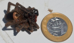 Phoneutria nigriventer