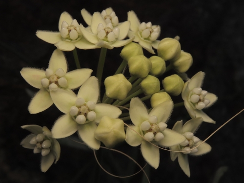 white twinevine (Funastrum clausum)