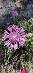 Centaurea polyacantha