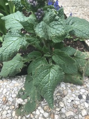 Borago officinalis