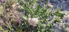 Centaurea polyacantha