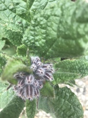 Borago officinalis