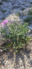 Centaurea polyacantha