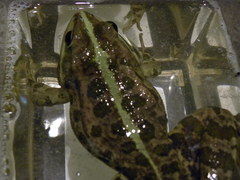 Pelophylax ridibundus