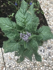 Borago officinalis