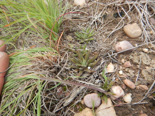 Karoo Stonecrop (Crassula nudicaulis)