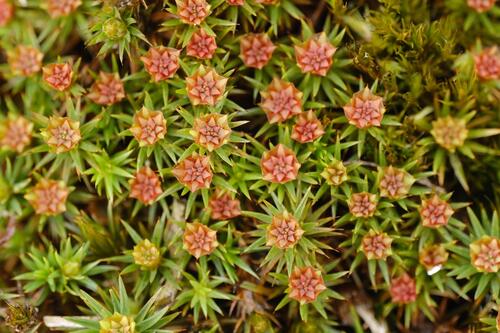juniper haircap moss (Polytrichum juniperinum)