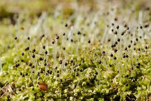 Various-leaved Crestwort (Lophocolea heterophylla)