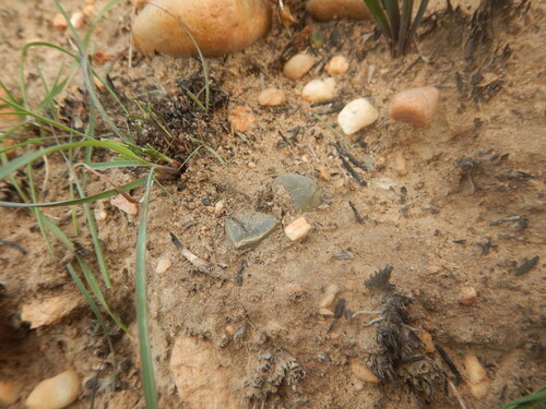 Pygmy Haworthia (Haworthia pygmaea)