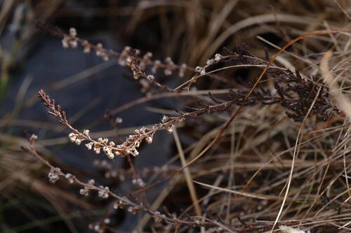 common heather (Calluna vulgaris)