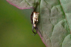 Micrathena elongata