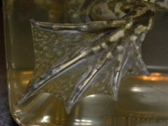 Pelophylax ridibundus