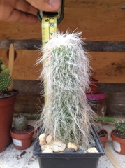 Cephalocereus senilis