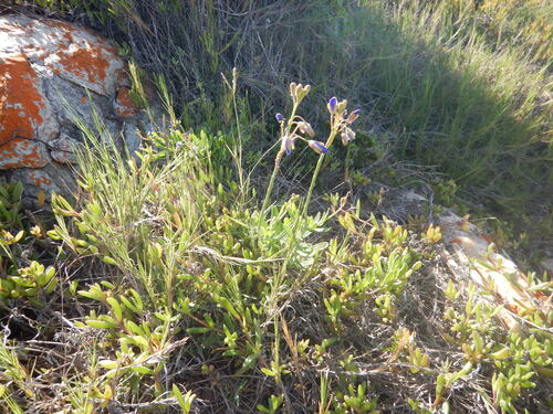 Needle Sunspurge (Heliophila linearis)
