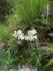 Gentianella dielsiana