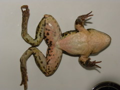Pelophylax ridibundus