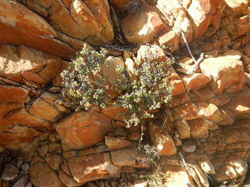 Beach Brightfig (Lampranthus pauciflorus)