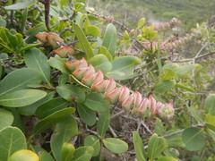 Durchlöcherte Dickblatt (Crassula perforata)